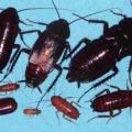 Обработка помещений от клопов тараканов и других паразитов