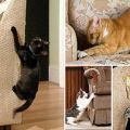 Почему кошка царапает мебель?