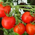 Основные требования при выращивании томатов