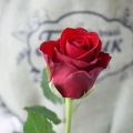Роза красная, 35 см (премиум, Кения)