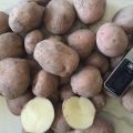 Картофель продовольствеенный оптом от10 тонн