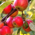 Яблоки оптом с доставкой в регионы