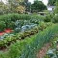 Грибковые болезни в саду и огороде: работаем с фунгицидами