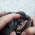 Снятие зубного камня собаке (б/п)