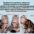 Сибирские клубные котята из питомника на Байкале!