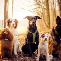 DogSelf приглашает на семинар «Основы зоопсихологии собак»