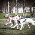 SledDogSport. ru приглашает владельцев собак в своё сообщество в Instagram!