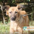 Волонтеры воронежского приюта для животных «Альма» просят о помощи