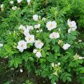 Саженцы Роза морщинистая "Альба" (белая) 30-50 см с1