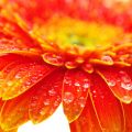 Райский сад у вас дома: новые коллекции фотообоев Gerbers, Roses, Orchids, Poppies и Peonies уже на сайте Odinn. su!