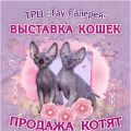 Выставка кошек 3-4 марта в Саратове !!!