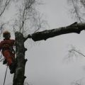 Удаление деревьев в г. Ижевске
