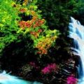 Лесной водопад -3