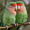 Неразлучники попугаи розовощекие пара