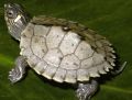 Черепаха миссисипская пилоспинная
