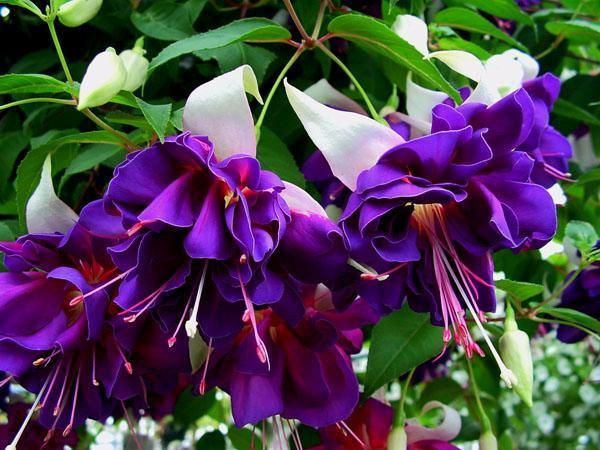 Фуксия Дип Перпл: яркие цветы и смелое сочетание оттенков