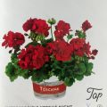 Пеларгония межвидовая (полуампельная) Toscana Xtreme Night купить в Липецке