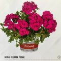 Пеларгония плющелистная Toscana Big5 Neon Pink купить в Липецке