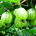 Крыжовник МАЛАХИТ