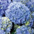 Гортензия NHS Soft Blue
