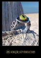 Оригинальное кольцо с глазом крокодила красивый амулет со змеями