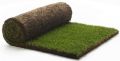 "Элитный" Рулонный газон, газонная трава, купить по лучшей цене в Краснодаре