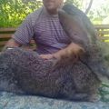 Молодняк кроликов порода Фландр, Бельгийский велика, Ризен. от 2х мес