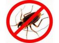 Дезинсекция (уничтожение тараканов, клопов, блох, мух, комаров, ос, муравьев и пр.)