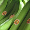 Cвежие зеленые бананы сорта Cavendish