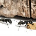 Уничтожение муравьев. Обработка участка от муравьев и тли