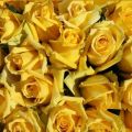 Букет из 23-х желтых роз