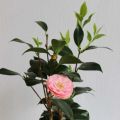 Камелия Японика (Camellia japonica)