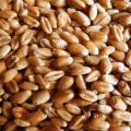 Пшеница продовольственная оптом, пшеница фуражная оптом