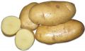 Картофель продовольственный оптом