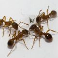 УНИЧтожение муравьев