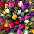 Тюльпаны Голландские оптом к 8 марта