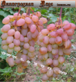 Саженцы винограда Денал раннего срока созревания
