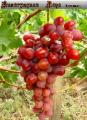 Черенки винограда Нина ранне-среднего срока созревания