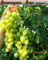 Саженцы винограда Чауш средне-раннего срока созревания