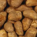 Картофель продовольственный оптом от 20 тонн