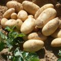 Египетский картофель оптом от 20 тонн
