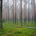 Преимущества Вологодского леса