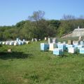 Ветеринарная служба для пчеловодов- вчера, сегодня, завтра