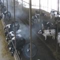 Система охлаждения для ферм (туман)