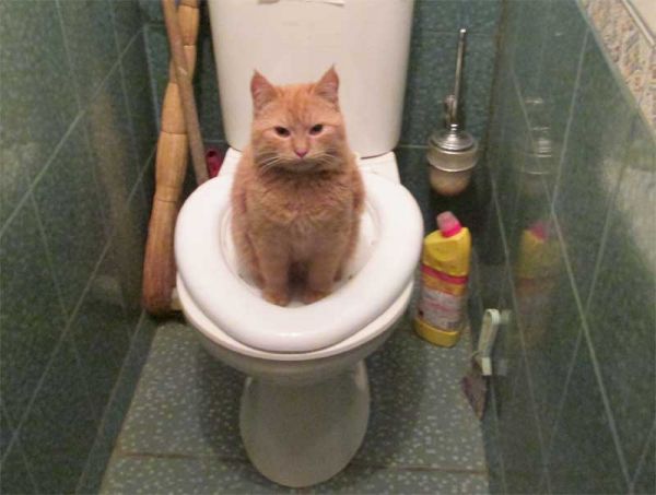 Как приучить кошку к туалету? Citi Kitty система приучения кошек к туалету  - Причина купить №1; Вы избавитесь от мусора от наполнителя, запаха,  микробов и неприятного запаха. Все что останется сделать ―