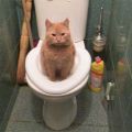 Как приучить кошку к туалету? Citi Kitty система приучения кошек к туалету