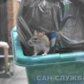 Уничтожение грызунов: мыши, крысы, полёвки