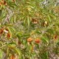 Растительные оздоровительные чаи из Западной Африки. Кинкелиба