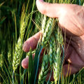Анализ зерна на ферме для увеличения урожая