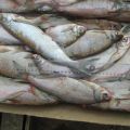 Сопа с/м оптом от Рыбной компании Саратовской области